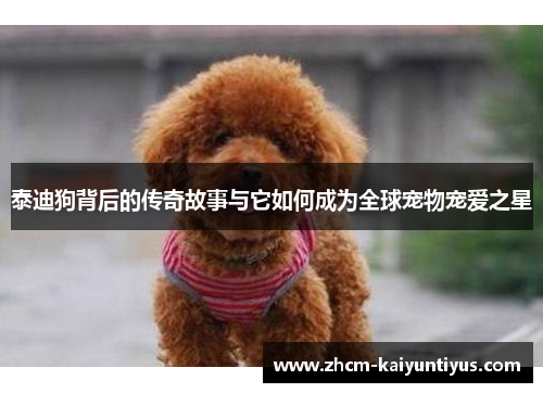 泰迪狗背后的传奇故事与它如何成为全球宠物宠爱之星