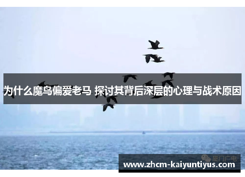 为什么魔鸟偏爱老马 探讨其背后深层的心理与战术原因 为什么魔鸟偏爱老马 探讨其背后深层的心理与战术原因